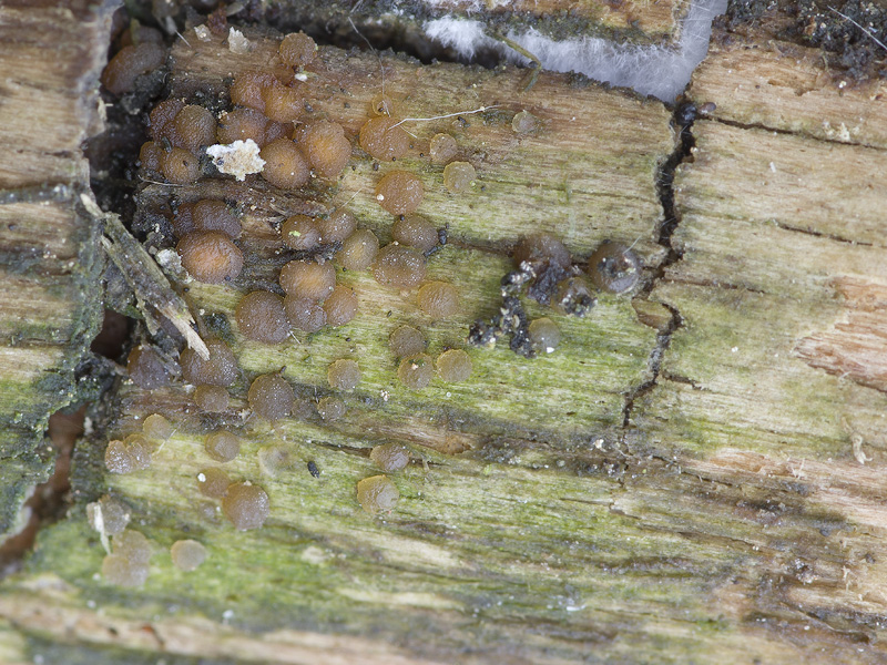 Unilacryma unispora Unilacryma unispora